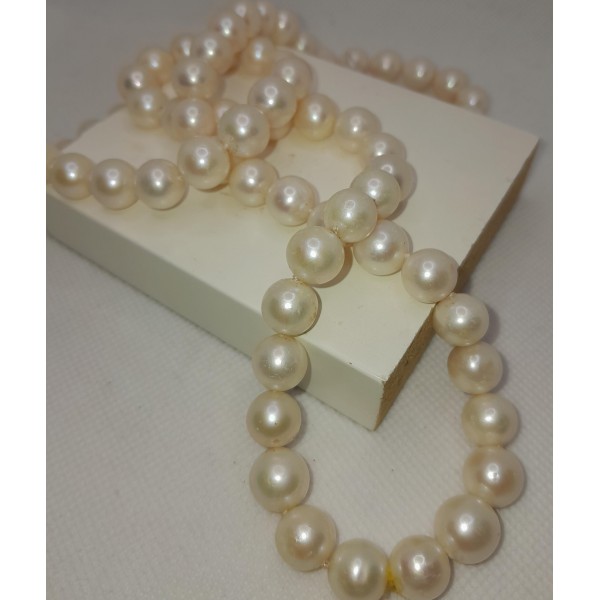 collar de perla  cultivo